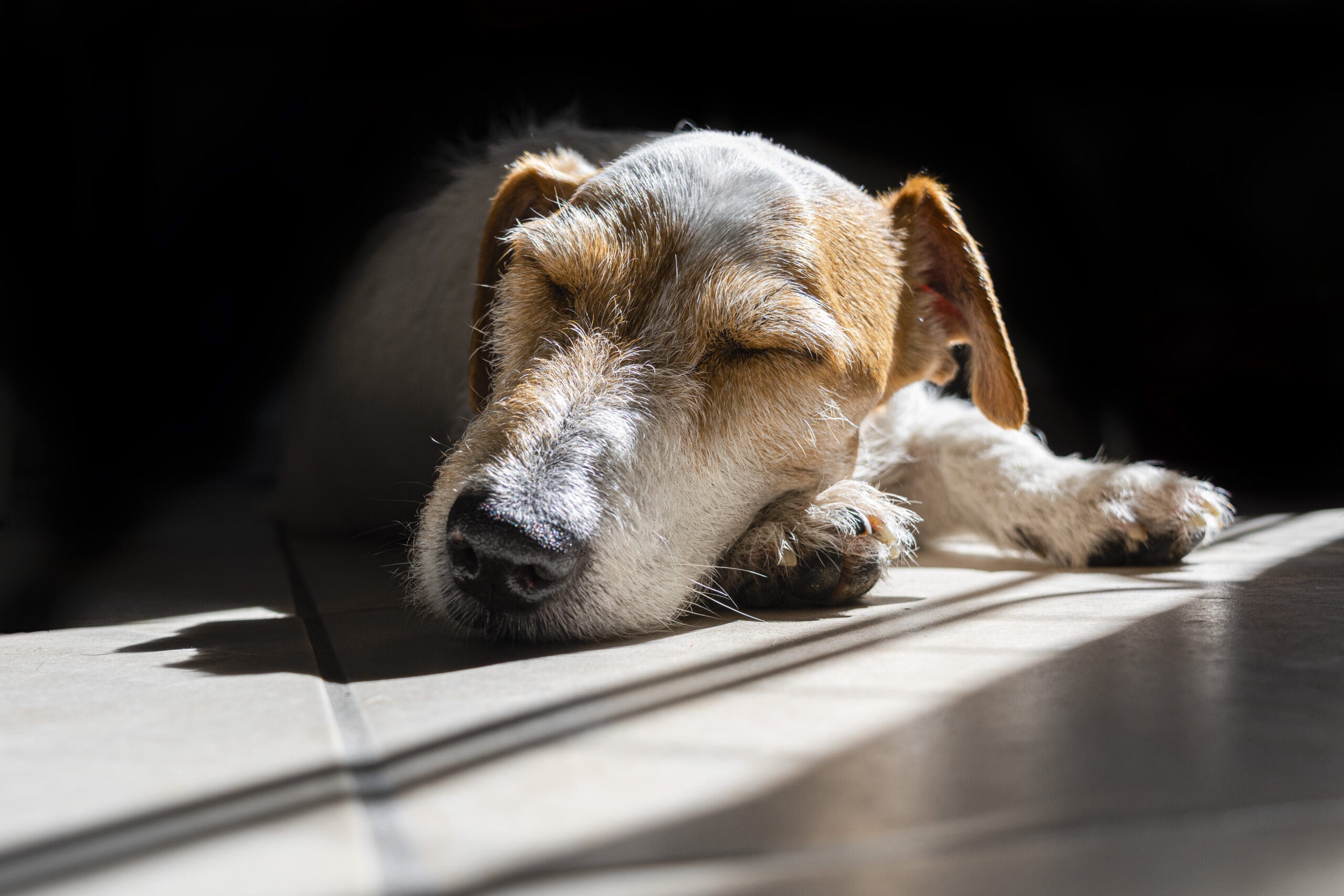 Cane Jack Russell che dorme mentre si scalda con i raggi del sole che filtrano da una finestra - Scatto Pet Photography di Ivan D'Amico Fotografo