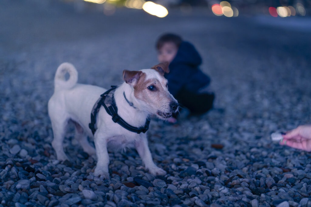 Cane Jack Russell che abbaia ad un sasso - scatto Pet Photography di Ivan D'Amico Fotografo