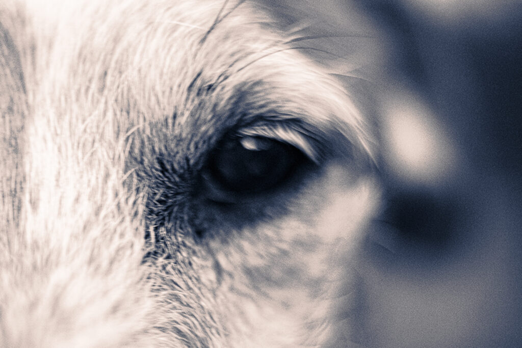 Dettaglio dell'occhio di un cane Jack Russell - scatto Pet Photography di Ivan D'Amico Fotografo